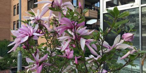 Full blomning