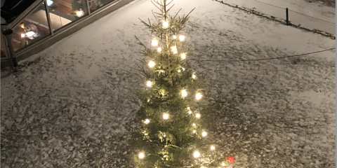 Julgran